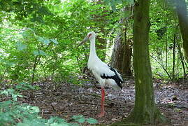 Maguari Stork