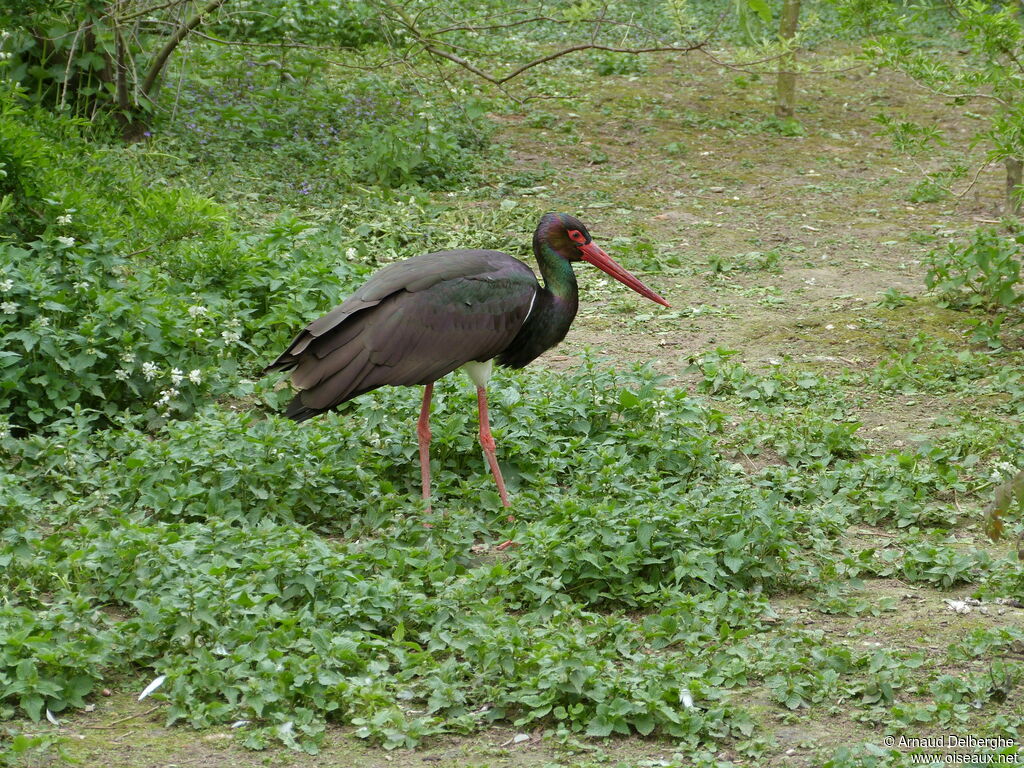 Cigogne noire