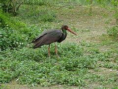 Cigogne noire