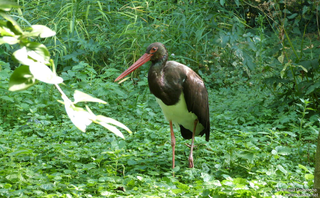 Black Stork