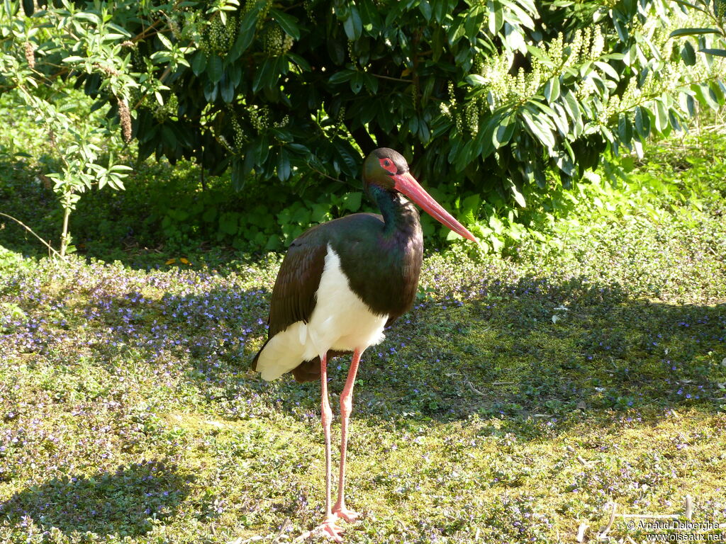 Black Stork