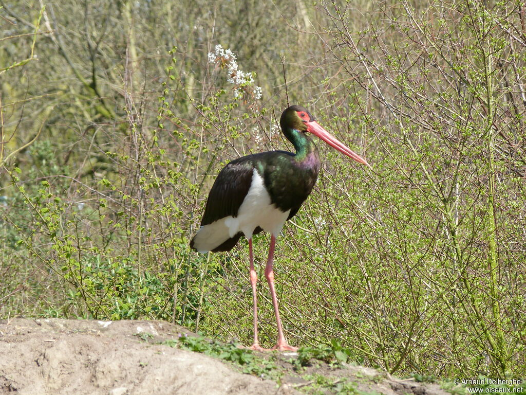 Black Stork