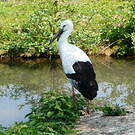 Cigogne orientale
