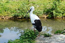 Cigogne orientale