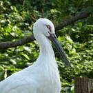 Cigogne orientale