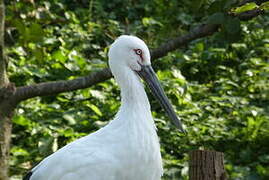 Oriental Stork