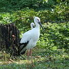 Cigogne orientale
