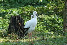 Cigogne orientale