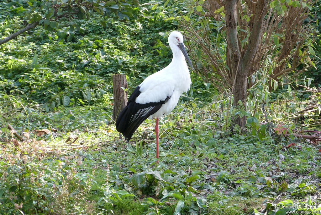 Oriental Stork