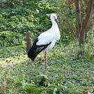 Cigogne orientale