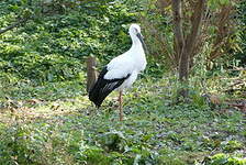 Cigogne orientale