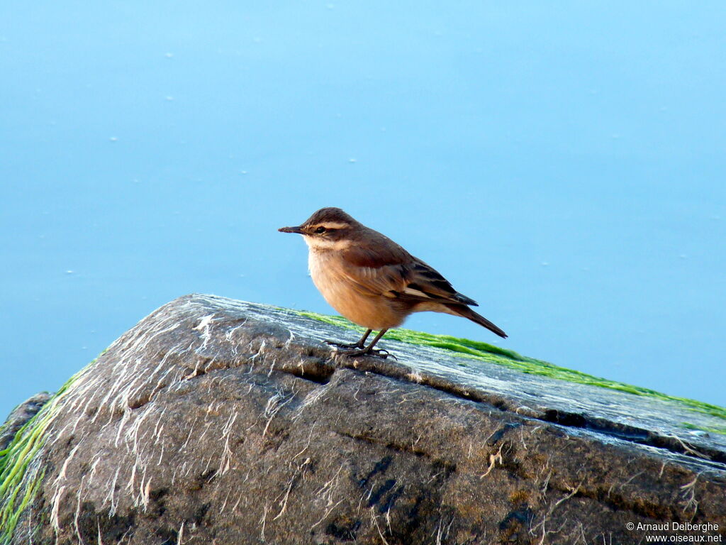 White-winged Cinclodes