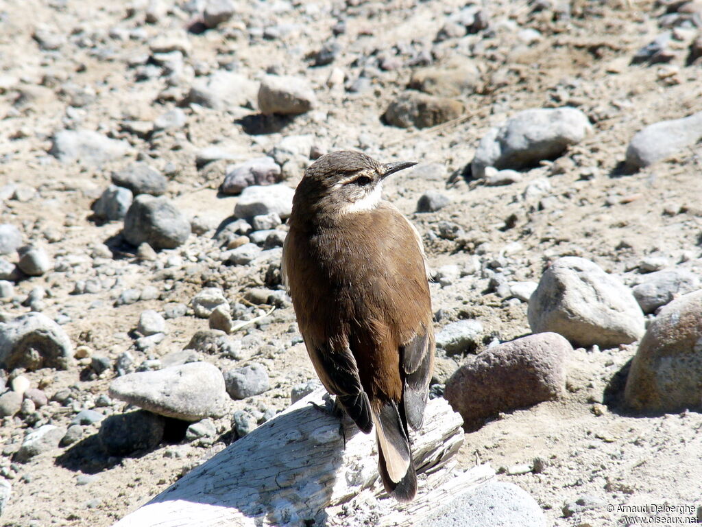 Cream-winged Cinclodes