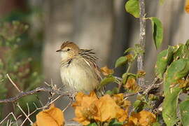 Ethiopian Cisticola