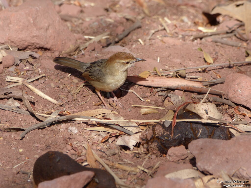 Rattling Cisticola