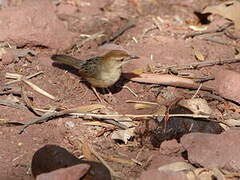 Rattling Cisticola