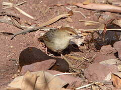 Rattling Cisticola