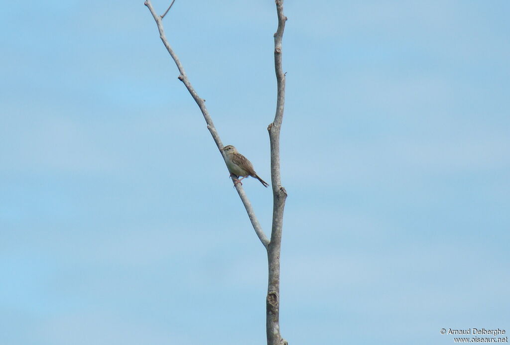 Madagascan Cisticola