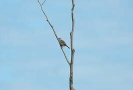 Madagascan Cisticola