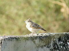 Crested Lark