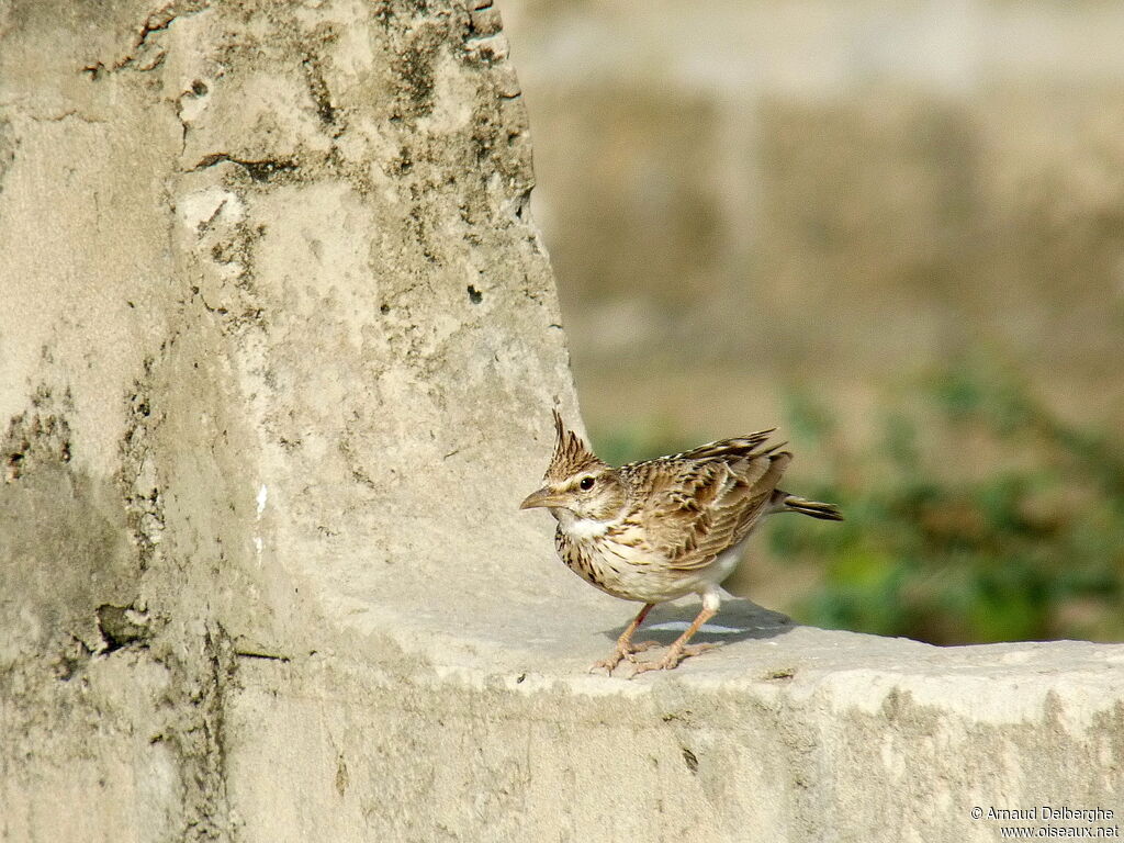 Crested Lark