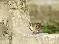 Crested Lark