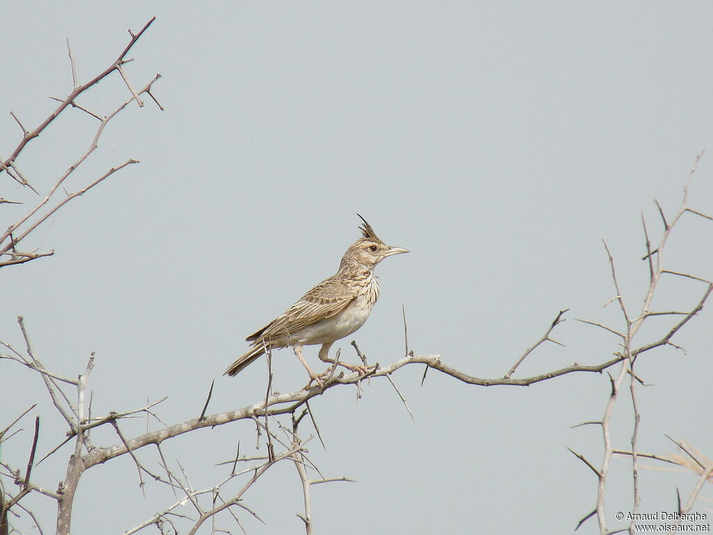 Cochevis huppé