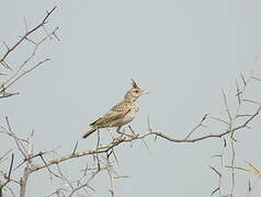 Crested Lark