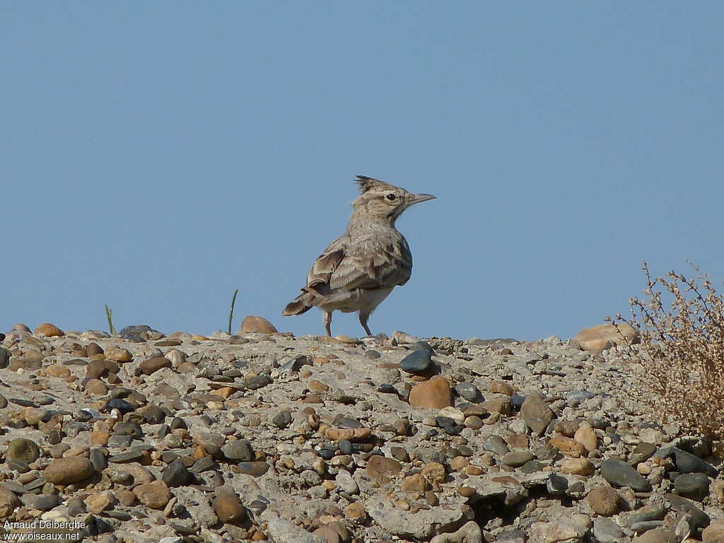 Crested Larkadult, habitat