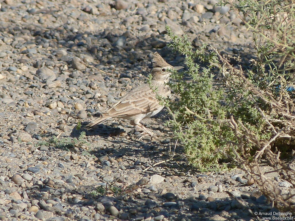 Cochevis huppé