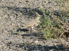 Crested Lark