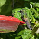 Colibri à épaulettes