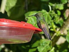 Stripe-tailed Hummingbird