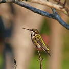 Colibri à gorge rubis