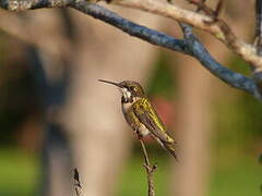 Ruby-throated Hummingbird