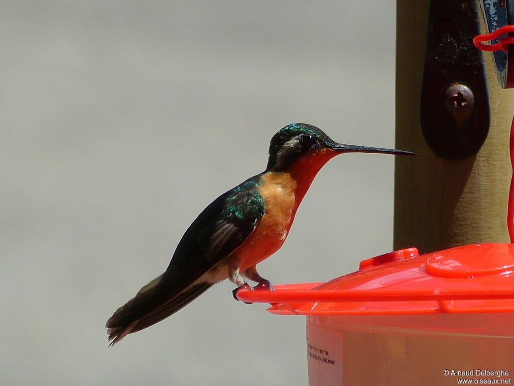 Colibri à ventre châtain femelle