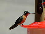 Colibri à ventre châtain