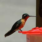 Colibri à ventre châtain