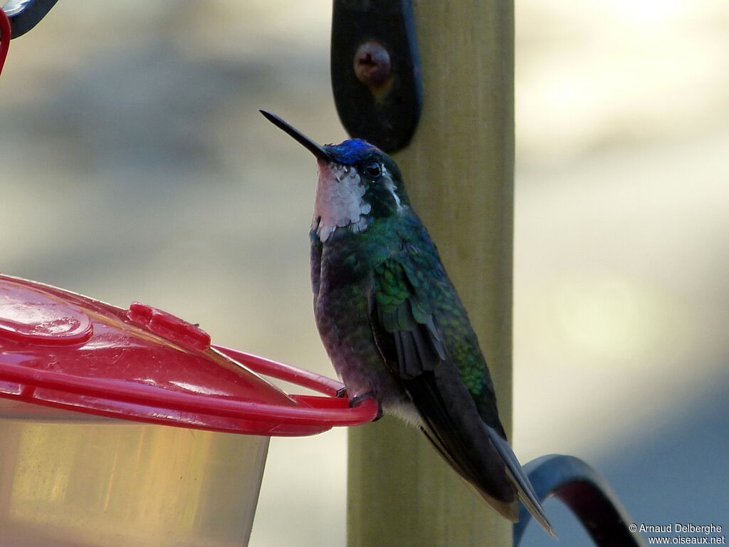 White-throated Mountaingem male