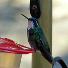 Colibri à ventre châtain