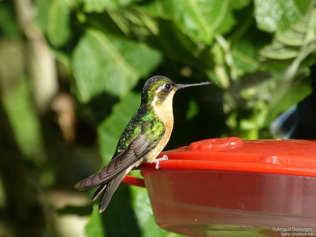 Colibri à ventre châtain femelle