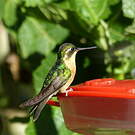 Colibri à ventre châtain