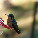 Colibri à ventre châtain