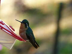 Colibri à ventre châtain