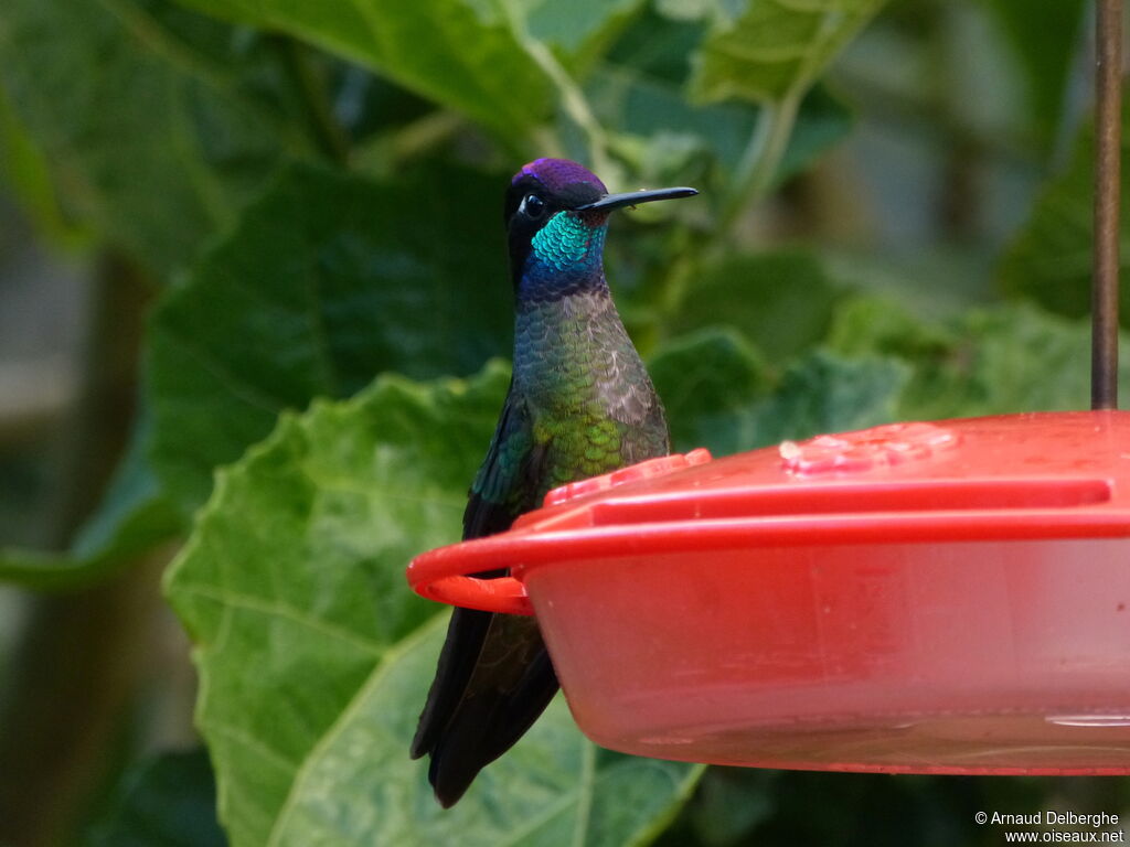 Rivoli's Hummingbird