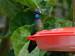 Rivoli's Hummingbird