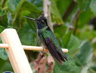 Colibri de Rivoli