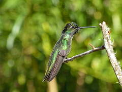 Rivoli's Hummingbird