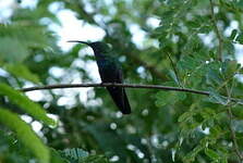 Colibri falle-vert