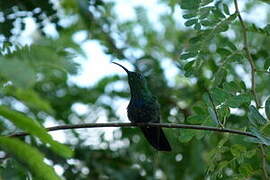 Green-throated Carib